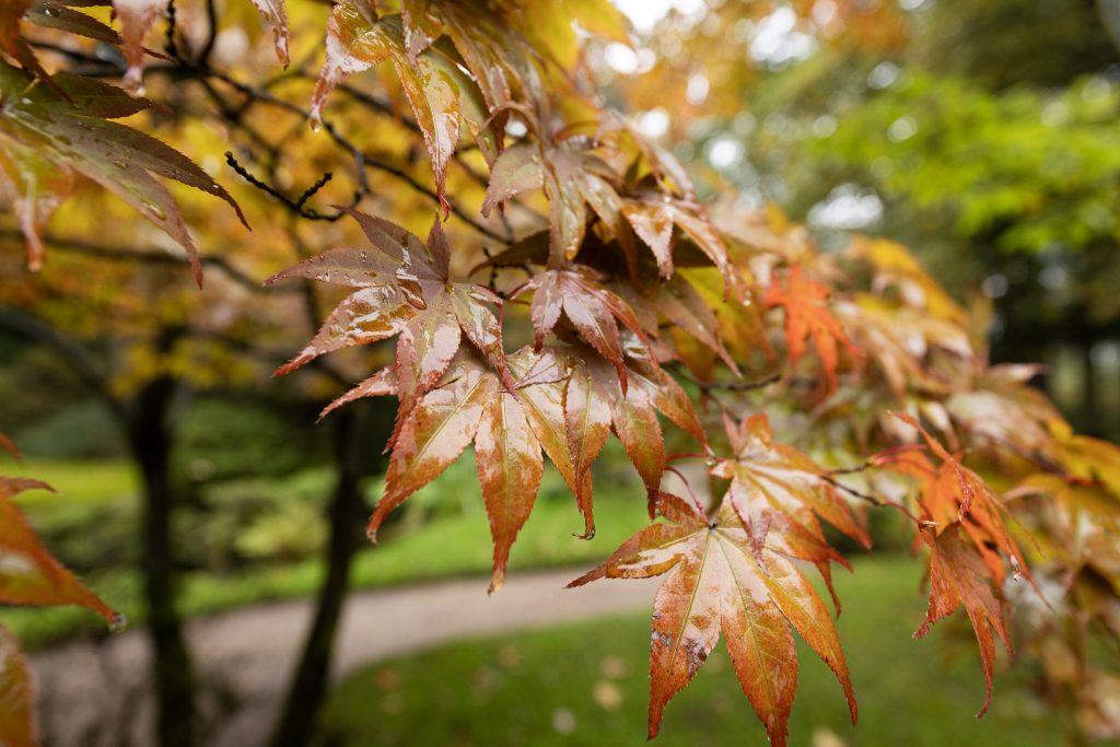 Japanse Tuin in de herfst. Herfstbladeren aan de boom.