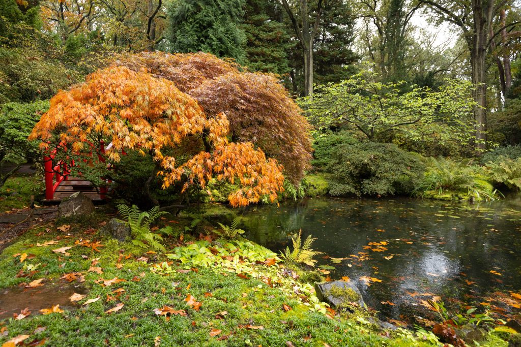 Japanse Tuin in de herfst. KLeurrijke bomen en planten bij de vijver.