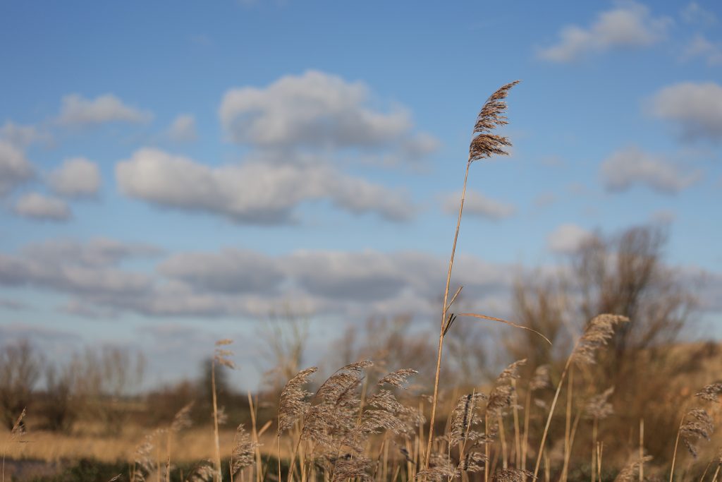 Landschapsfotografie Buytenpark Zoetermeer. De Regel van Derden.