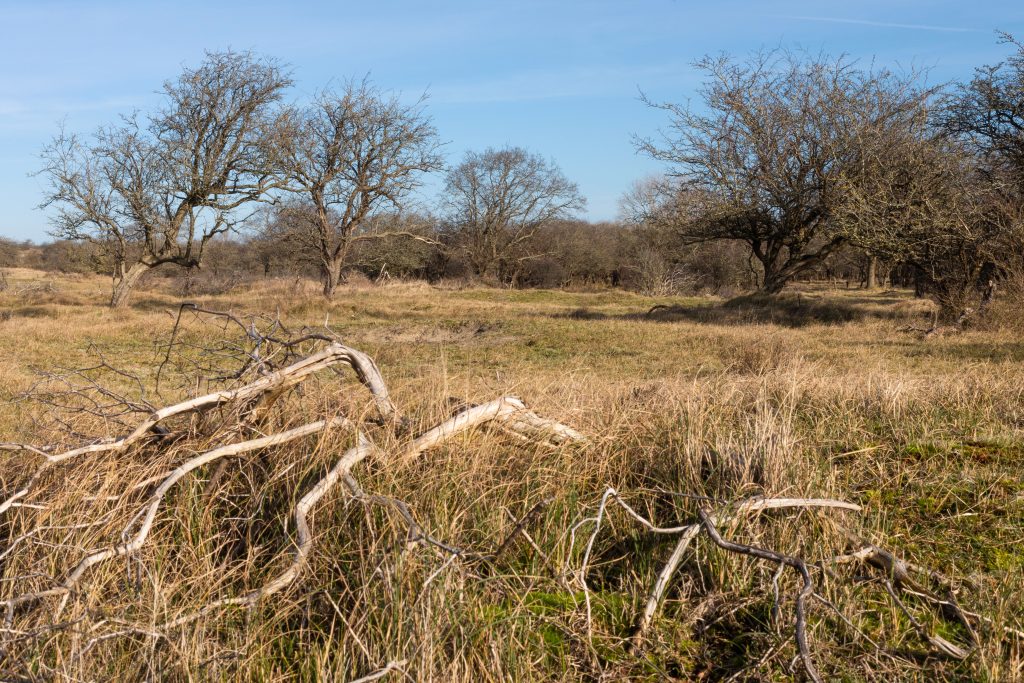 Kijfhoek & Bierlap. Landscape.