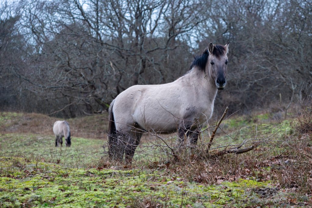 Meijendel: wild Konik horses