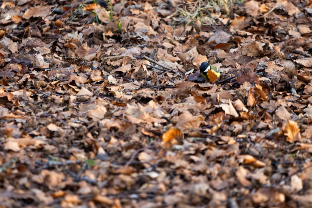 Meijendel: Great tit in the forest.