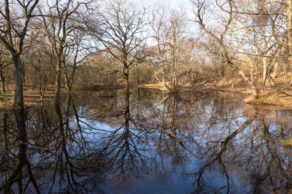 Meijendel bos. Reflecies in het water.