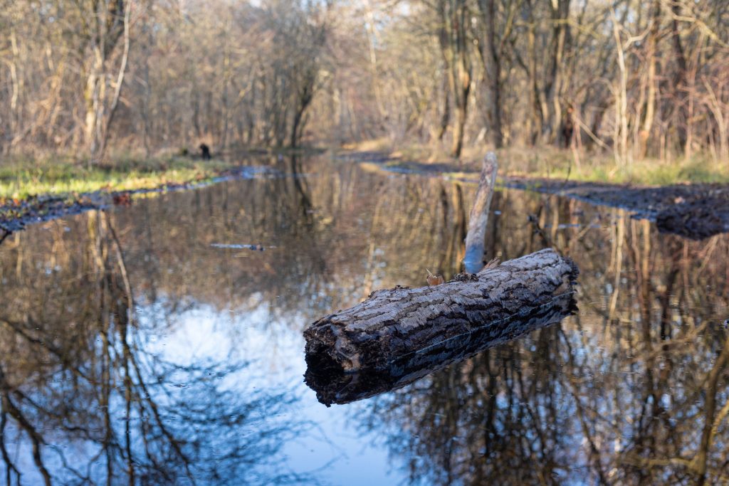 Meijendel forest. Reflections in the water.