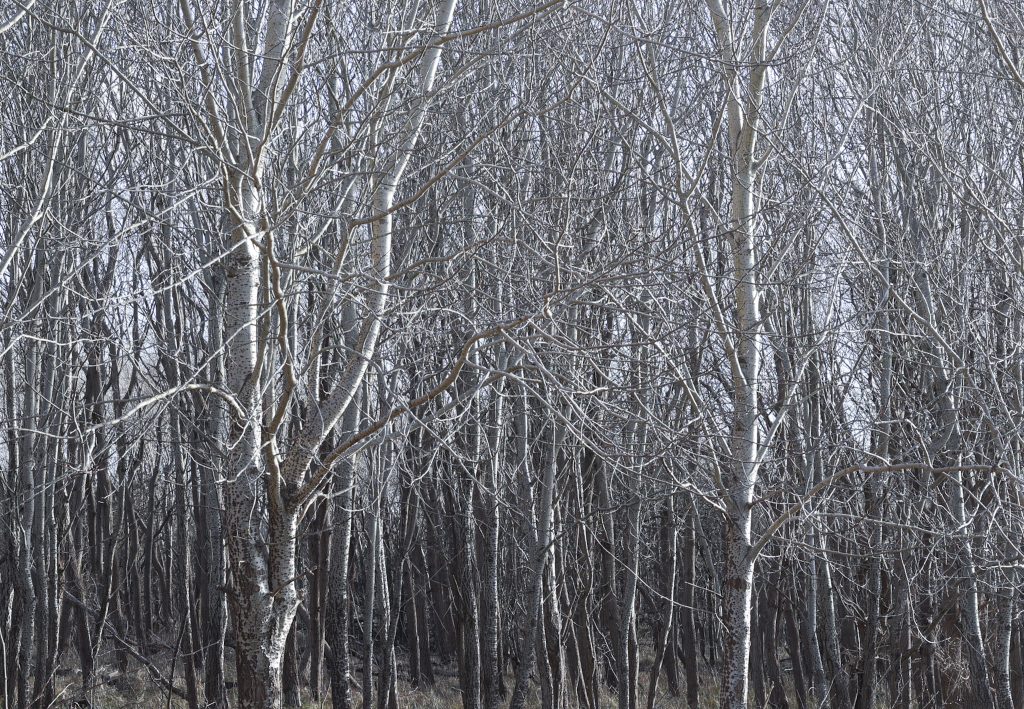 Meyendel: white trees