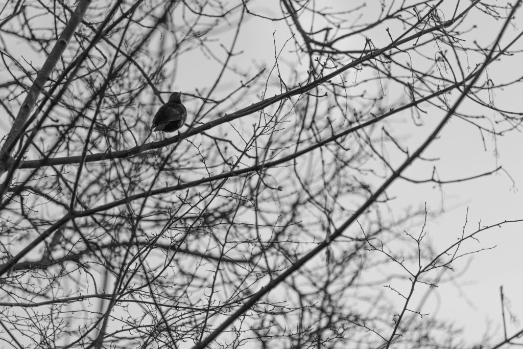 Meijendel: Vogel in de boom