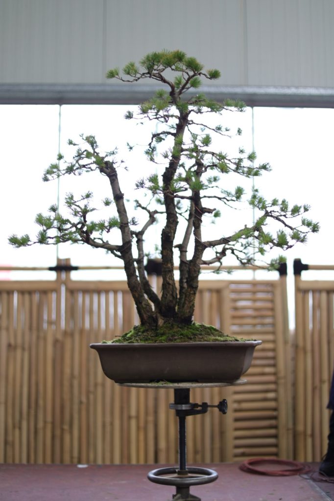 Bonsai boom.