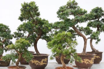 Lodder Bonsai