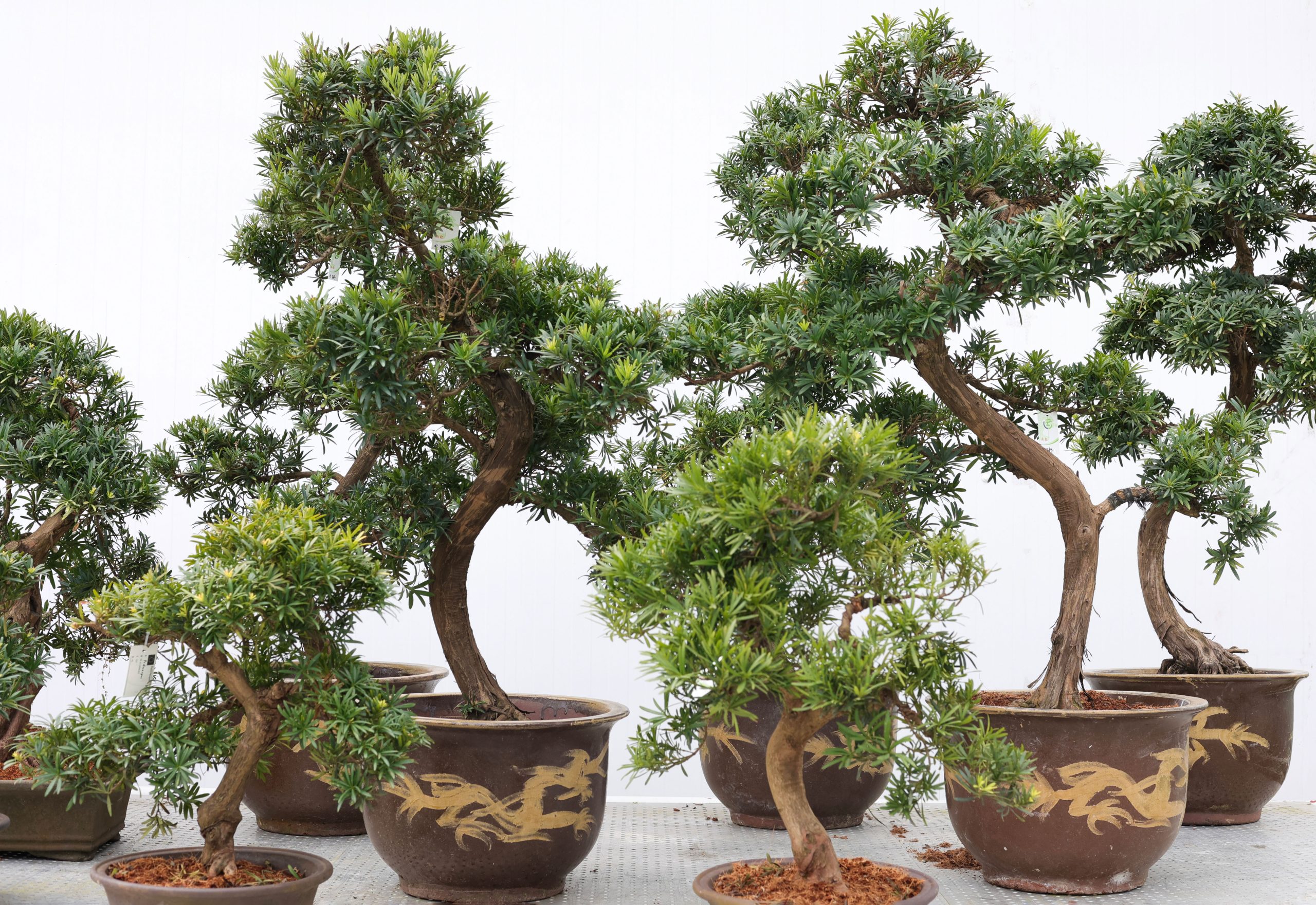 Lodder Bonsai