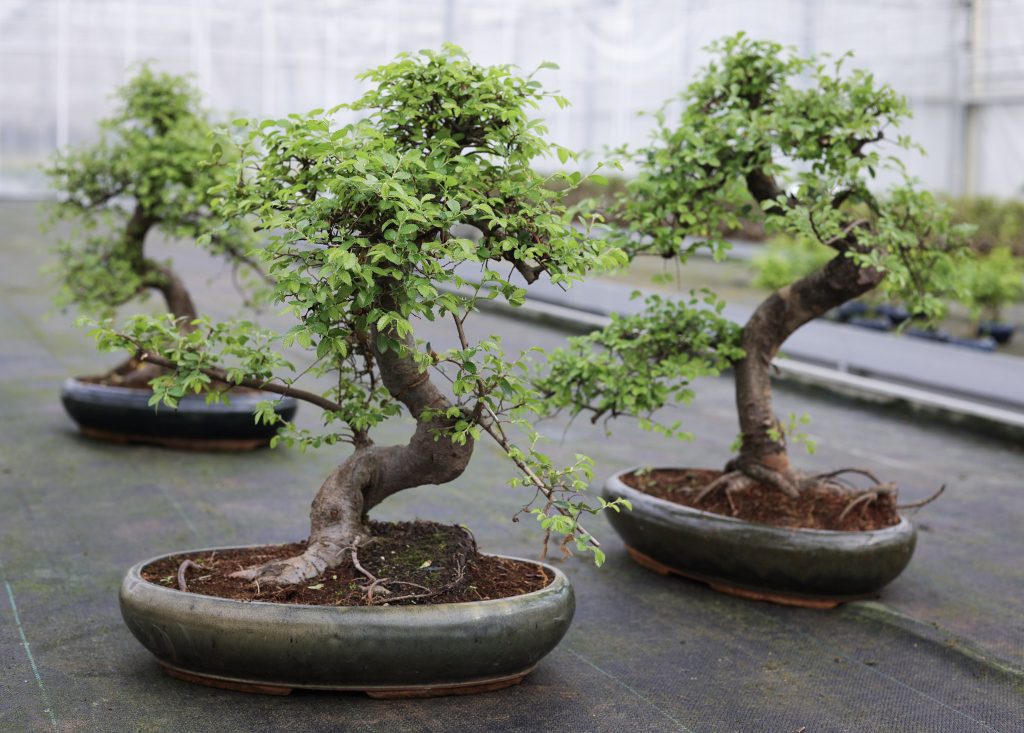 Drie bonsai.