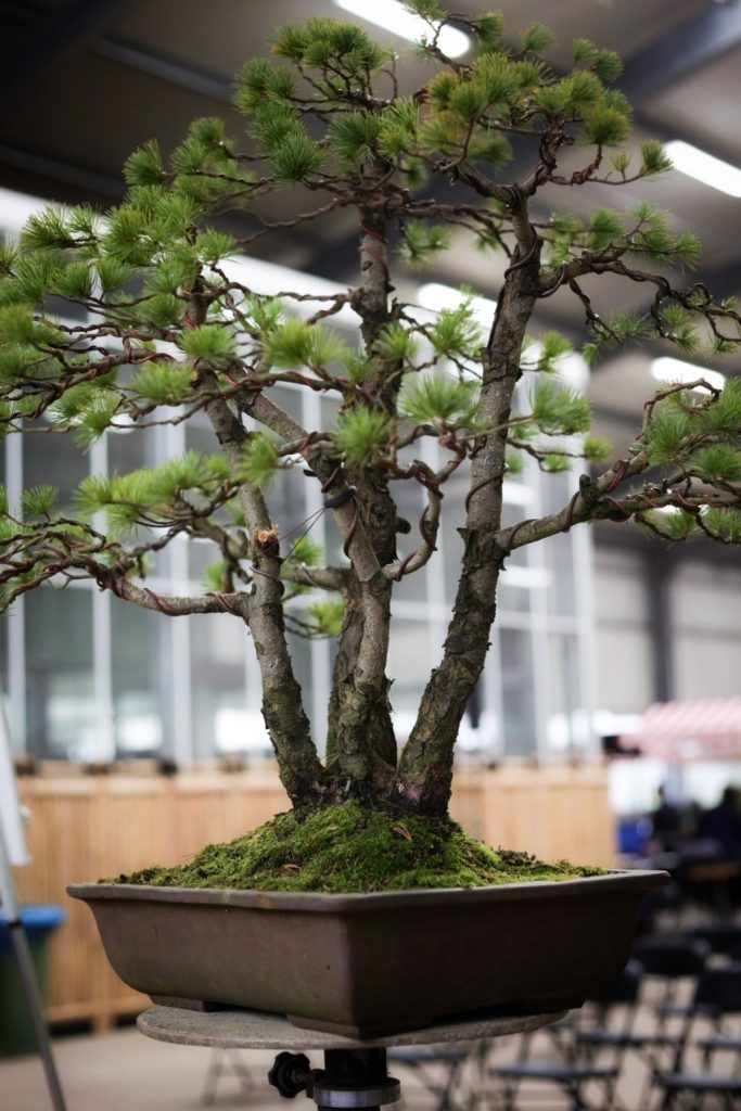 Bonsai boom.