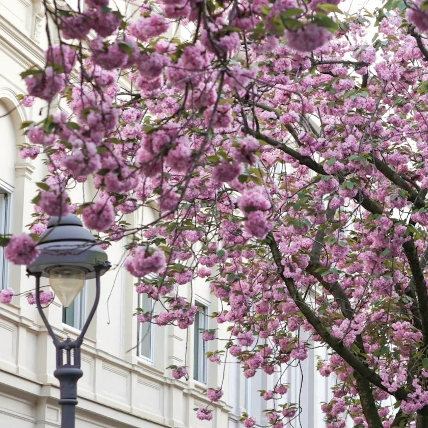 Kersewnbloesemstraat