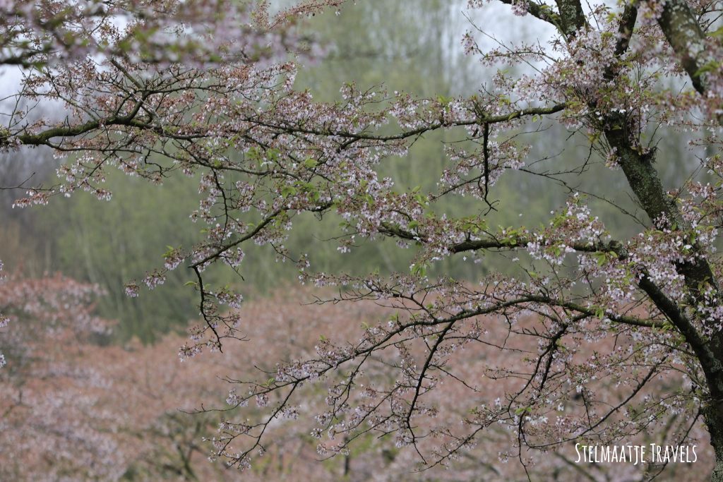 Kersenbloesems. Kersenbloesempark in amstelveen.