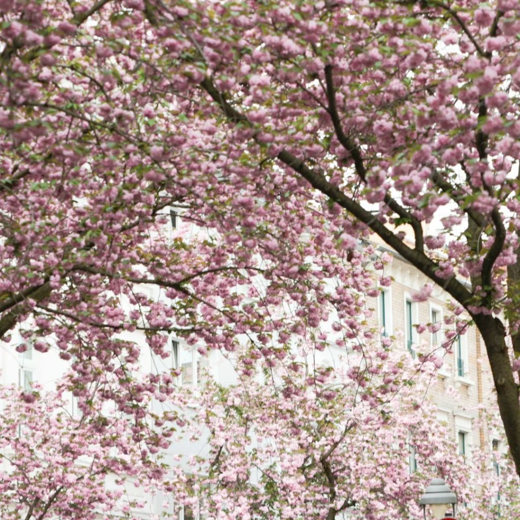 Kersenbloesemlaan Bonn.