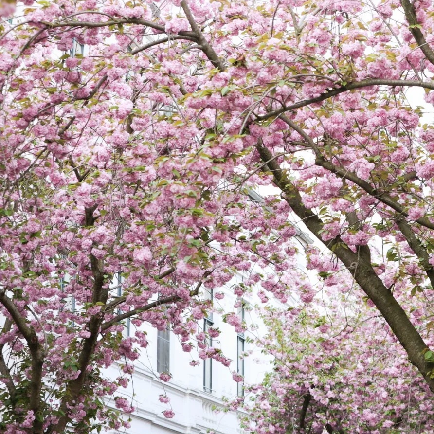 Kersenbloesems in Bonn.