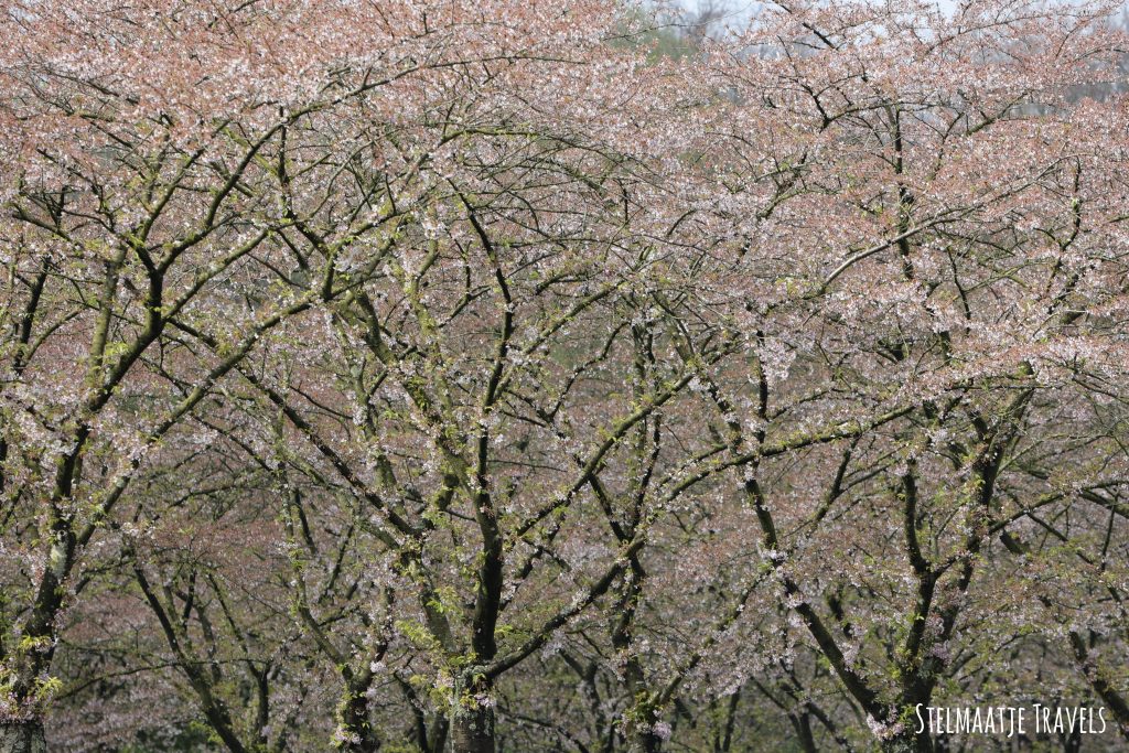 Kersenbloesempark in Amstelveen