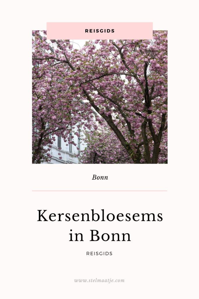 Reisgids: Kersenbloesems in Bonn.