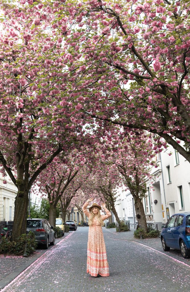 Kersenbloesems in Bonn. Fotoshoot.