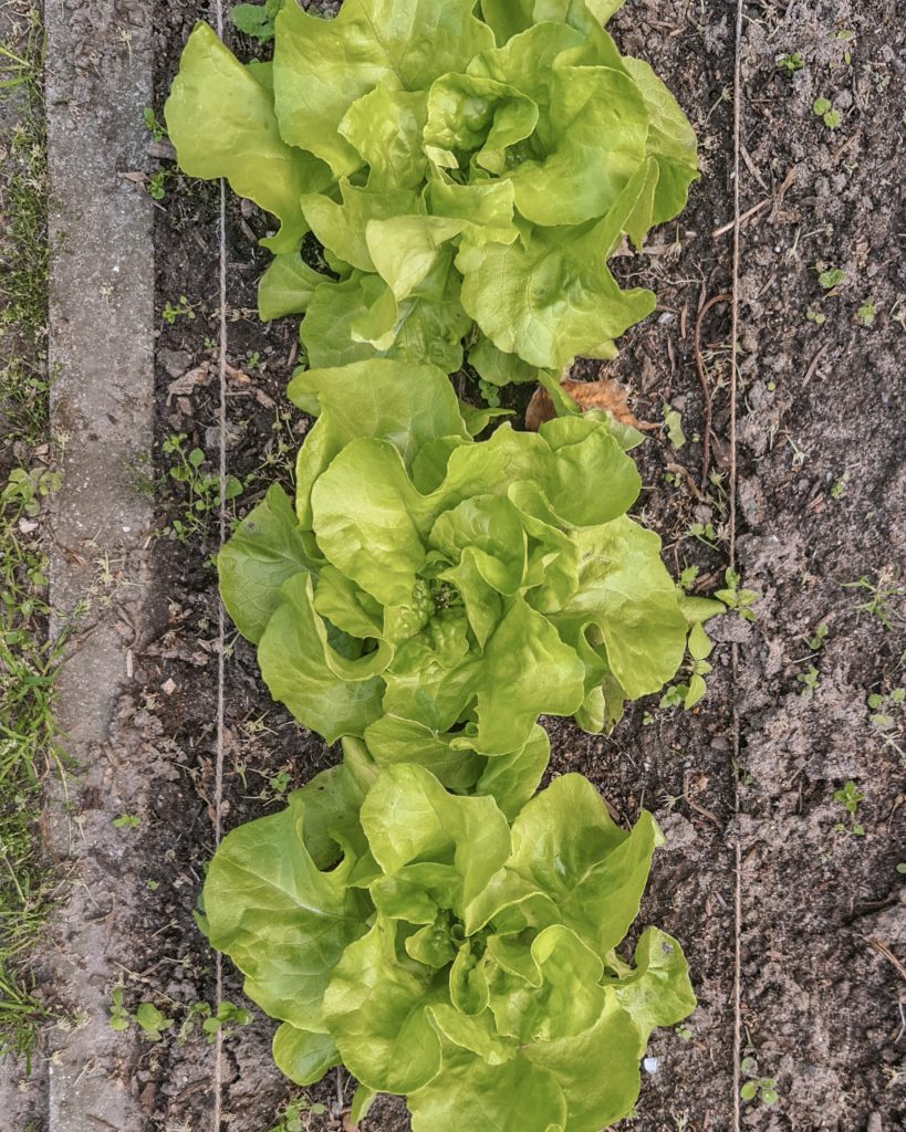 Lettuce crops