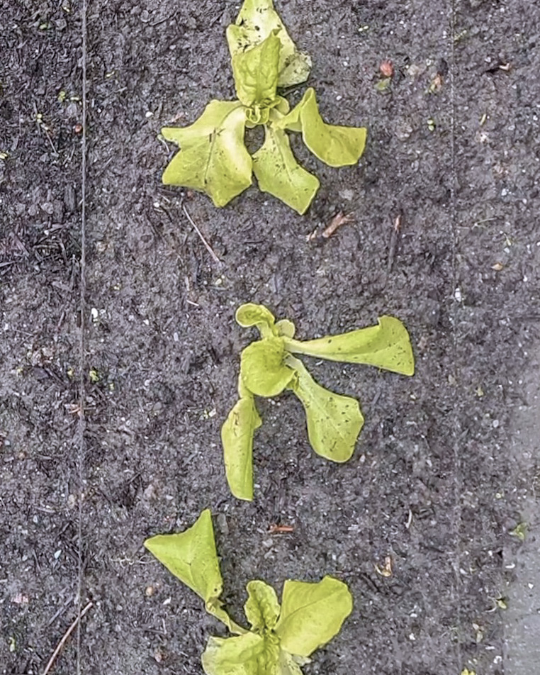 Lettuce seedlings. Vegetable garden May 2024